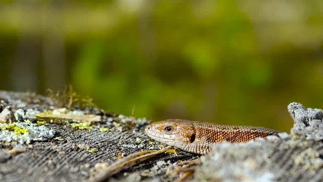 Lacerta vivipara common lizard on wood stub at taiga forest close-up