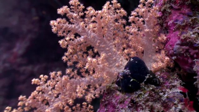 Tree soft coral gently white and pink underwater amazing seabed in Maldives. Unique tenderness. Relax diving. Natural aquarium of sea and ocean. Beautiful animals.