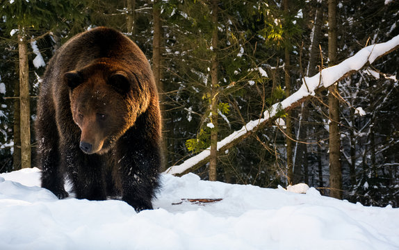 old brown bear walking in the winter spruce forest. lovely wildlife scenery in evening light