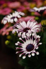 white - purple flowers of african daisies in closeup