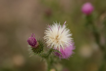 white and pink thistles florets on a meadow