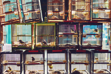 Asian market scene - birdcage pattern