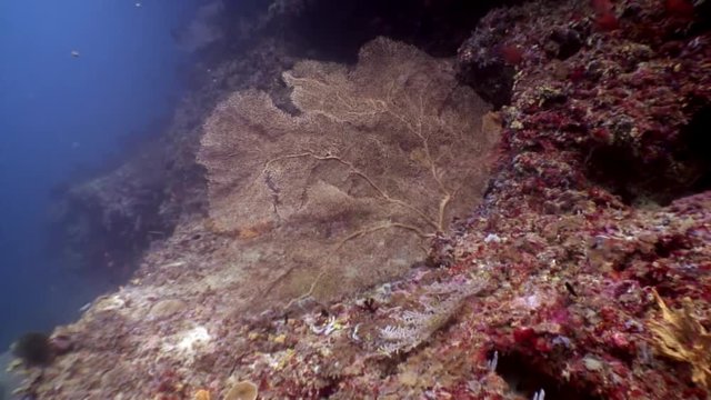Gorgonaria Subergorgia hicksoni coral underwater on amazing seabed in Maldives. Unique macro video footage. Relax diving. Natural aquarium of sea and ocean. Beautiful animals.