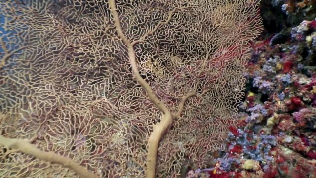 Gorgonaria Subergorgia hicksoni coral underwater on amazing seabed in Maldives. Unique macro video footage. Relax diving. Natural aquarium of sea and ocean. Beautiful animals.