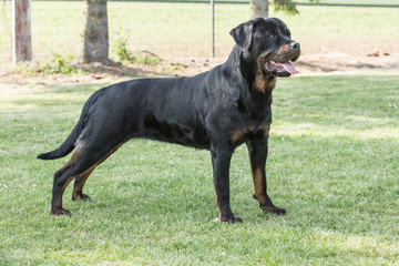 rottweiler