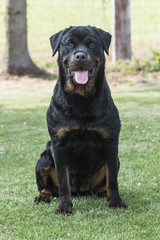 Obraz premium rottweiler