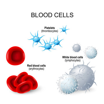 Blood cells: platelets, white blood cells and red blood cells