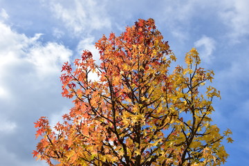 Baumkrone des Amberbaum, Herbstlaubfärbung