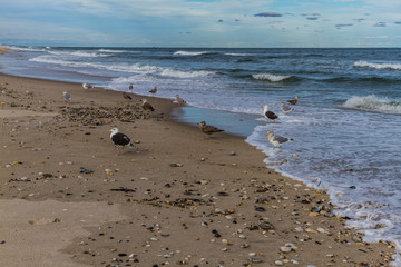 Beach and Seabirds