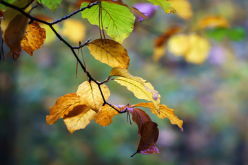 Fototapeta na wymiar autumn leaves close up at forest