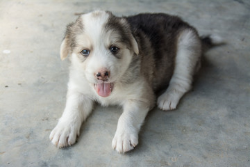 Fototapeta na wymiar Cute puppy Thai dog, Thailand