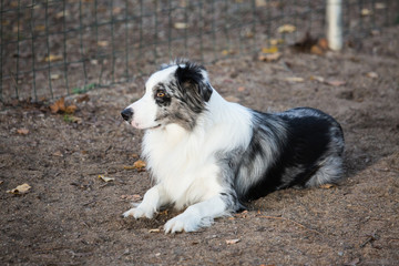border collie