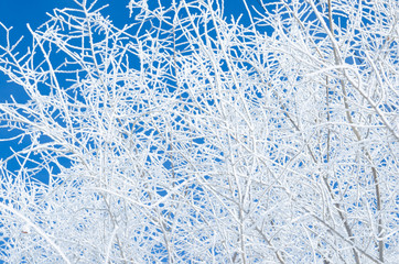 Tree branches covered with snow in winter, after the fog