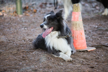 border collie