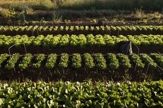 Fresh vegetables in the field
