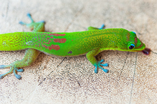 Gecko II
