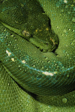 Green Tree Python