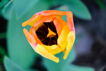 Macro photo of orange tulip