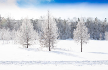 Three spruces covered with snow in winter