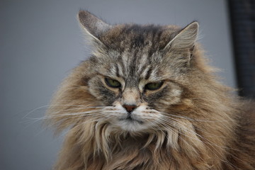 Katze