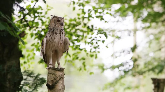  Eagle owl takes flight in natural environment. No people. 