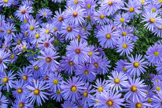 Fototapeta Astry kwiaty jesieni