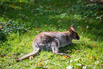 Tree kangaroo lying on green grass