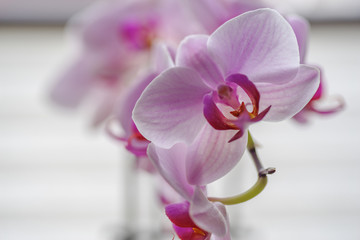 Violette Orchidee