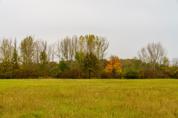 Obraz premium autumn trees