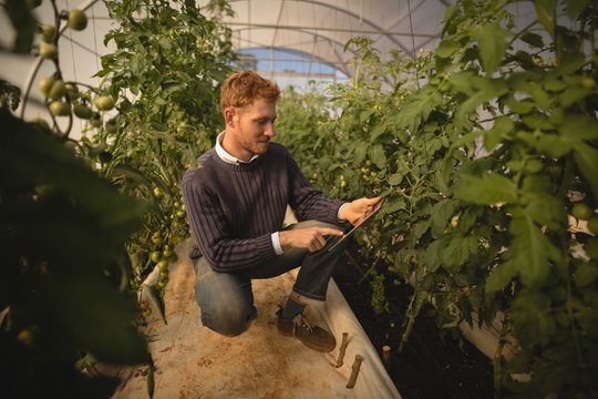 Farmer using digital tablet in greenhouse