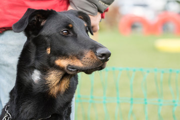 beauceron