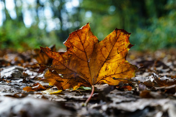 maple leaf on forest floor