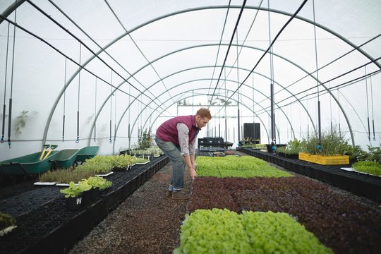 Side view of farmer working in greenhouse