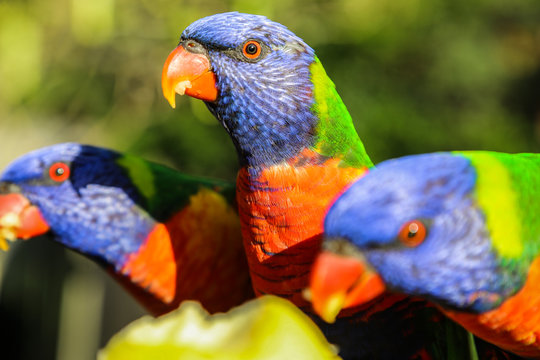 Rainbow Lorikeets
