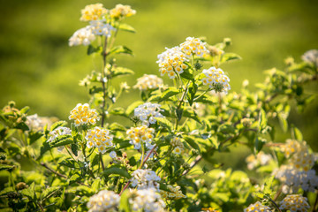 Little White flowers on a bush close up