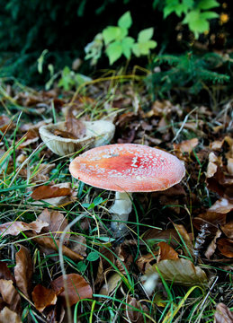 Red fly agaric mushroom and dry leaves near. Autumn in the forest