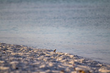 Le Saline beach in Sardinia
