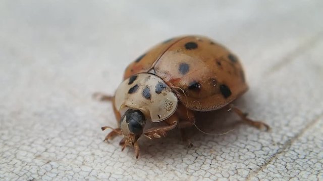 Ladybird cleaning its mouthpieces 