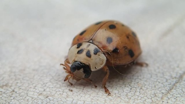 Ladybird cleaning its head  