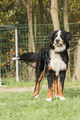 Bernese Mountain Dog