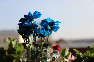 Blue flower on the windowsill