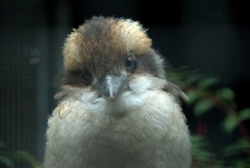 kookabara