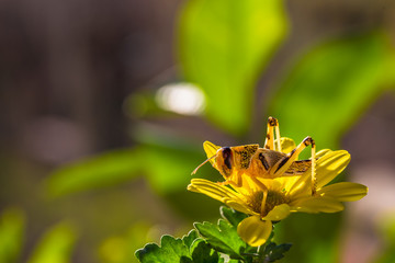 Macro close up of yellow grasshopper Schistocerca gregaria on flower in grass meadow illuminated by a soft natural light. Schistocerca gregaria own to arachnid family.