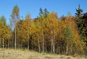 Landscape of the forest at the autumn. Panorama with orange and yellow colorful birch trees. Autumn texture. Background of the Carpathian mountains in the Ukraine.