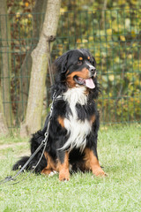 Bernese Mountain Dog