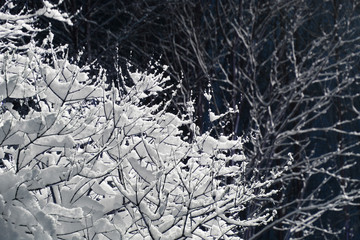 Branches covered with snow