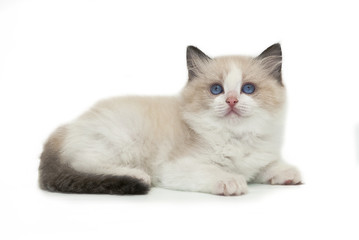 Rag doll kitten on a white background.