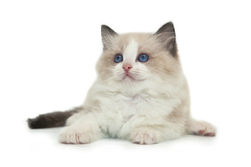 Rag doll kitten on a white background.
