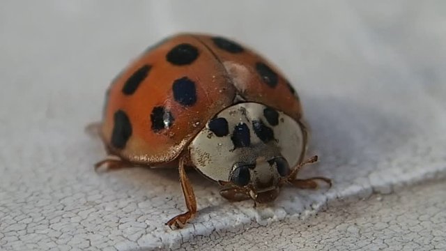 Many dots ladybug waiting and leaving the frame 