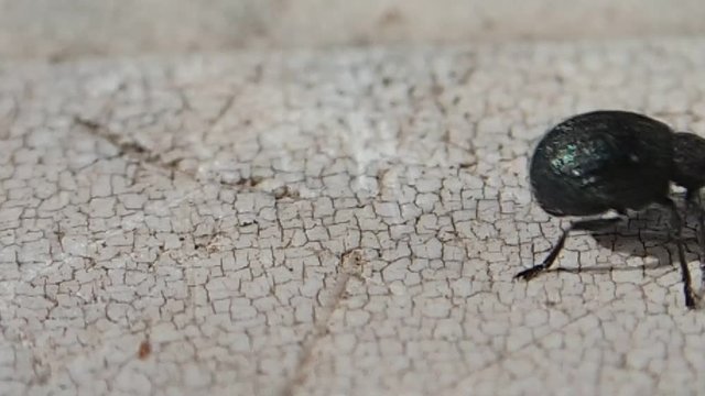 Black weevil cleaning its antenna 